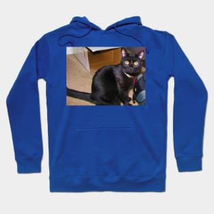 Curious cat Hoodie